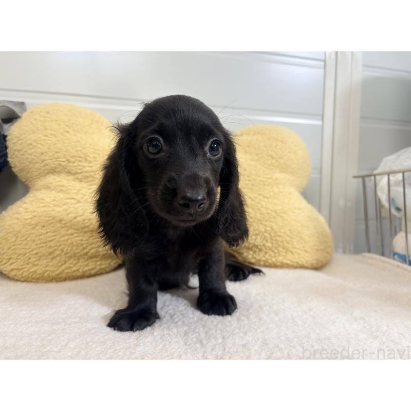 販売中の千葉県のカニンヘンダックスフンド(ロングヘアード)-414700の9枚目